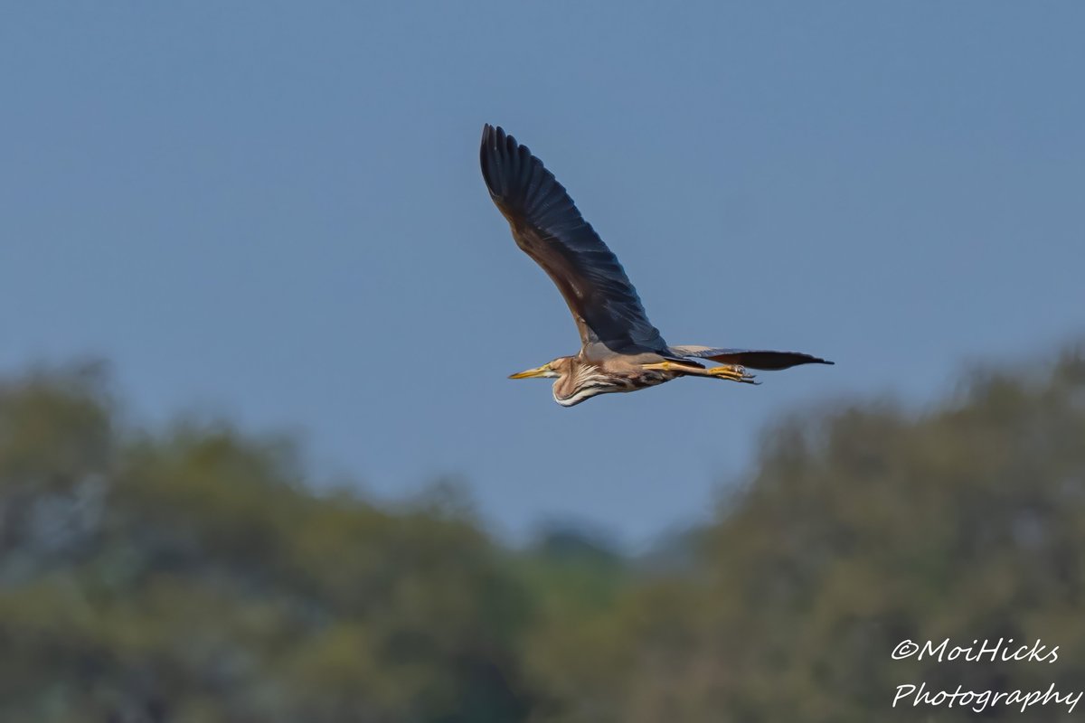 Sofa Birding (@sofabirdermoi) on Twitter photo Lovely to see the Purple Heron at Pett.
13-04-25 <a href="/BBCSpringwatch/">BBC Springwatch</a> <a href="/SussexBirding/">Sussex Birding</a> <a href="/SussexWildlife/">Sussex Wildlife Trust 🦔</a> <a href="/SussexOrnitholo/">Sussex Ornithology</a> Lovely to see the Purple Heron at Pett.
13-04-25 <a href="/BBCSpringwatch/">BBC Springwatch</a> <a href="/SussexBirding/">Sussex Birding</a> <a href="/SussexWildlife/">Sussex Wildlife Trust 🦔</a> <a href="/SussexOrnitholo/">Sussex Ornithology</a>