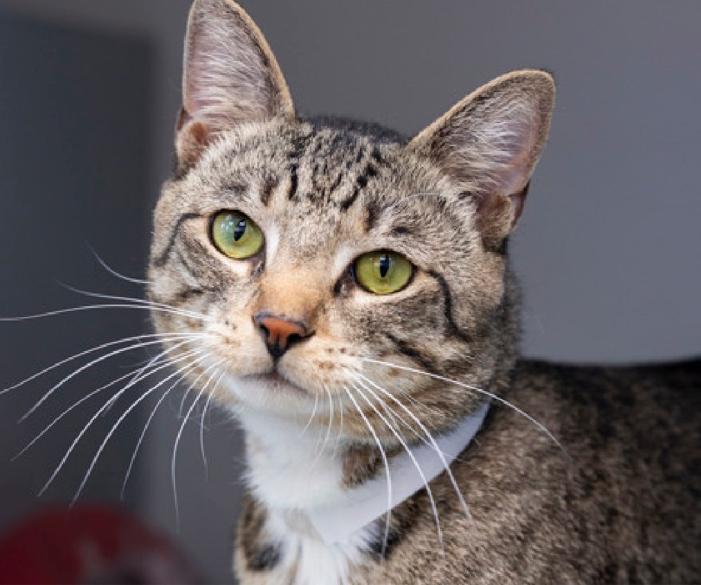 JLthekid9999's tweet image. 🆘🆘MOCHI , 2 YO,  MALE–  IN QUEENS ACC - came into the shelter as an aco - owner surrender on 1/19/2025, with the surrender reason stated as animal behavior - aggressive towards people (BAD EXCUSE FROM A BAD “Owner”) 🆘🆘 😿 😿 😿 😿

➡️ TBD 4/17/25

➡️ JUST A BABY

➡️ TOO LOW…