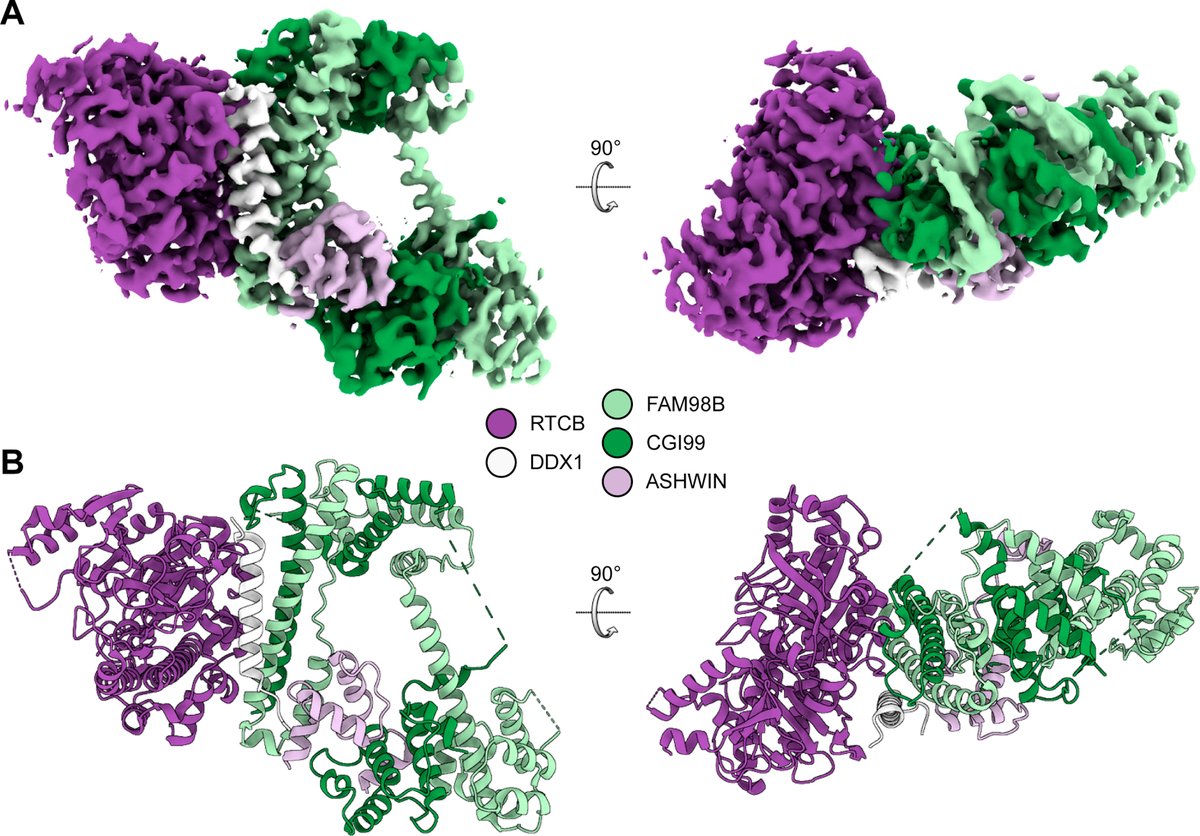 Malopolska Centre of Biotechnology UJ (@mcb_uj) on Twitter photo #newpaper
New in JBC: Researchers from <a href="/IIMCB_Poland/">IIMCB, Warsaw, Poland</a> with contributions from <a href="/GlattSebastian/">Sebastian Glatt</a> group, reveal the cryo-EM structure of the 5-subunit tRNA ligase complex, offering insights into RNA recognition and RTCB regulation. Congrats to the Authors!
10.1016/j.jbc.2025.108506 #newpaper
New in JBC: Researchers from <a href="/IIMCB_Poland/">IIMCB, Warsaw, Poland</a> with contributions from <a href="/GlattSebastian/">Sebastian Glatt</a> group, reveal the cryo-EM structure of the 5-subunit tRNA ligase complex, offering insights into RNA recognition and RTCB regulation. Congrats to the Authors!
10.1016/j.jbc.2025.108506