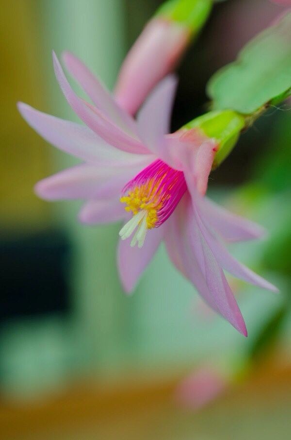 Naturepathway's tweet photo. #EasterCactus (Rhipsalidopsis gaertneri), displaying its vibrant pink and magenta flower with yellow stamens, a popular houseplant that can be grown in India. https://t.co/TPxulmiNoT