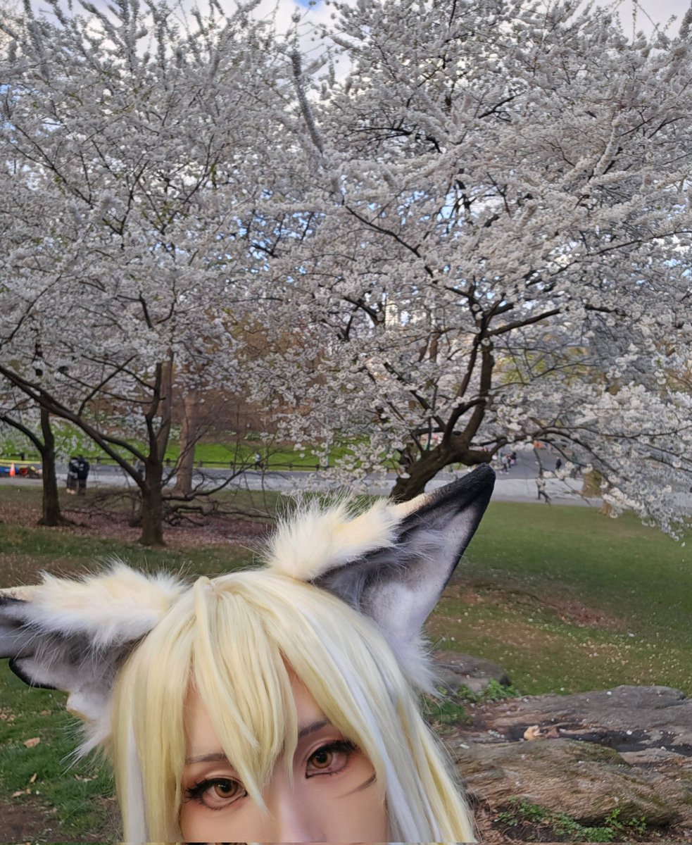 去拍樱花，不过我看起来呆呆的感觉治好了也流口水