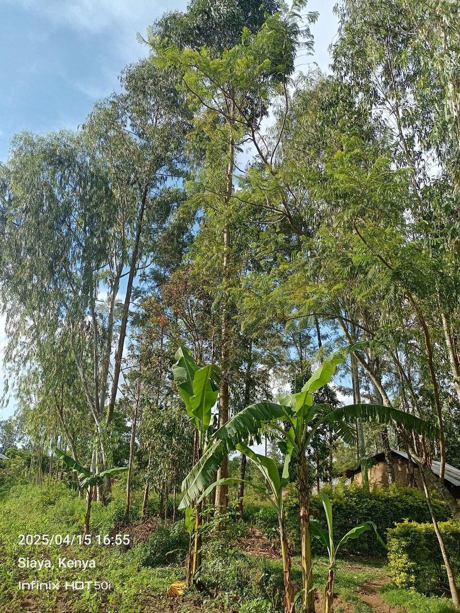 StephenWayodi's tweet image. Kati ya @InfinixKenya HOT 50i na your ex utachagua Gani?
#infinixnote50pro 
#Infinix