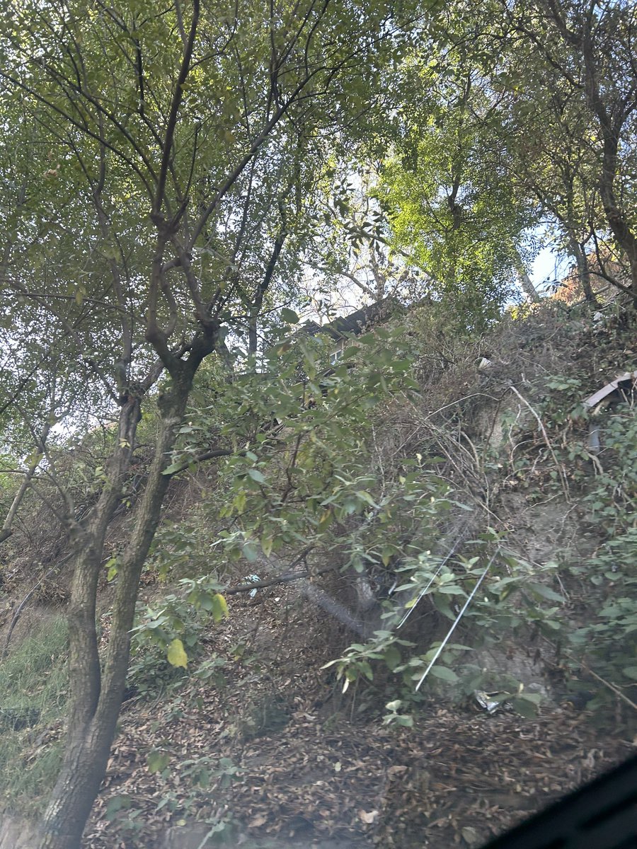 SMonroyCorrea's tweet photo. Buenos días @PAOTmx algún avance de esta denuncia? Continúa la tala ilegal y cada día que pasa se expande la invasión. https://t.co/htmOSdUt6I