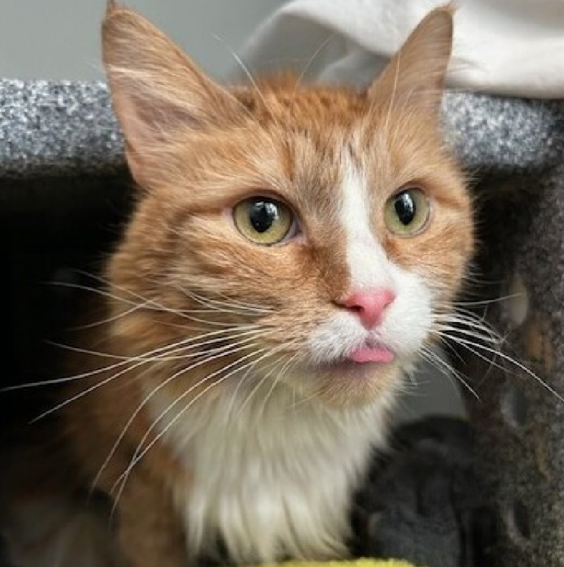 JLthekid9999's tweet image. 🆘🆘GOLDIE, 3 YO,  FEMALE–  IN QUEENS ACC - came into the shelter as an aco - owner surrender on 2/26/2025, with the surrender reason stated as animal behavior - aggressive towards people.  🆘🆘 😿 😿 😿 😿

➡️ TBD 4/17/25

➡️ NEW HOPE RESCUE ONLY

➡️ TOO LOW ON PLEDGES TO…