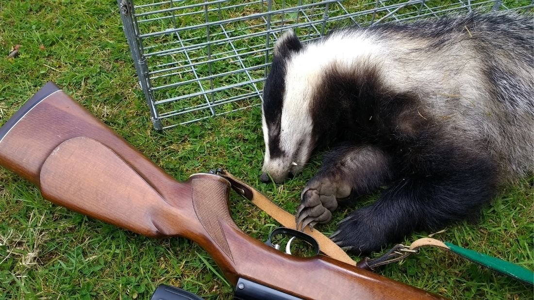 ProtectTheWild_'s tweet photo. We can never trust politicians — we have to do it ourselves.

Sign our petition to end the cull 👇
https://t.co/cElDJPaQLR

We’ve got until 28 May to reach 100,000 signatures. Time is running out, and we need your help! https://t.co/ogs1sPkwFE