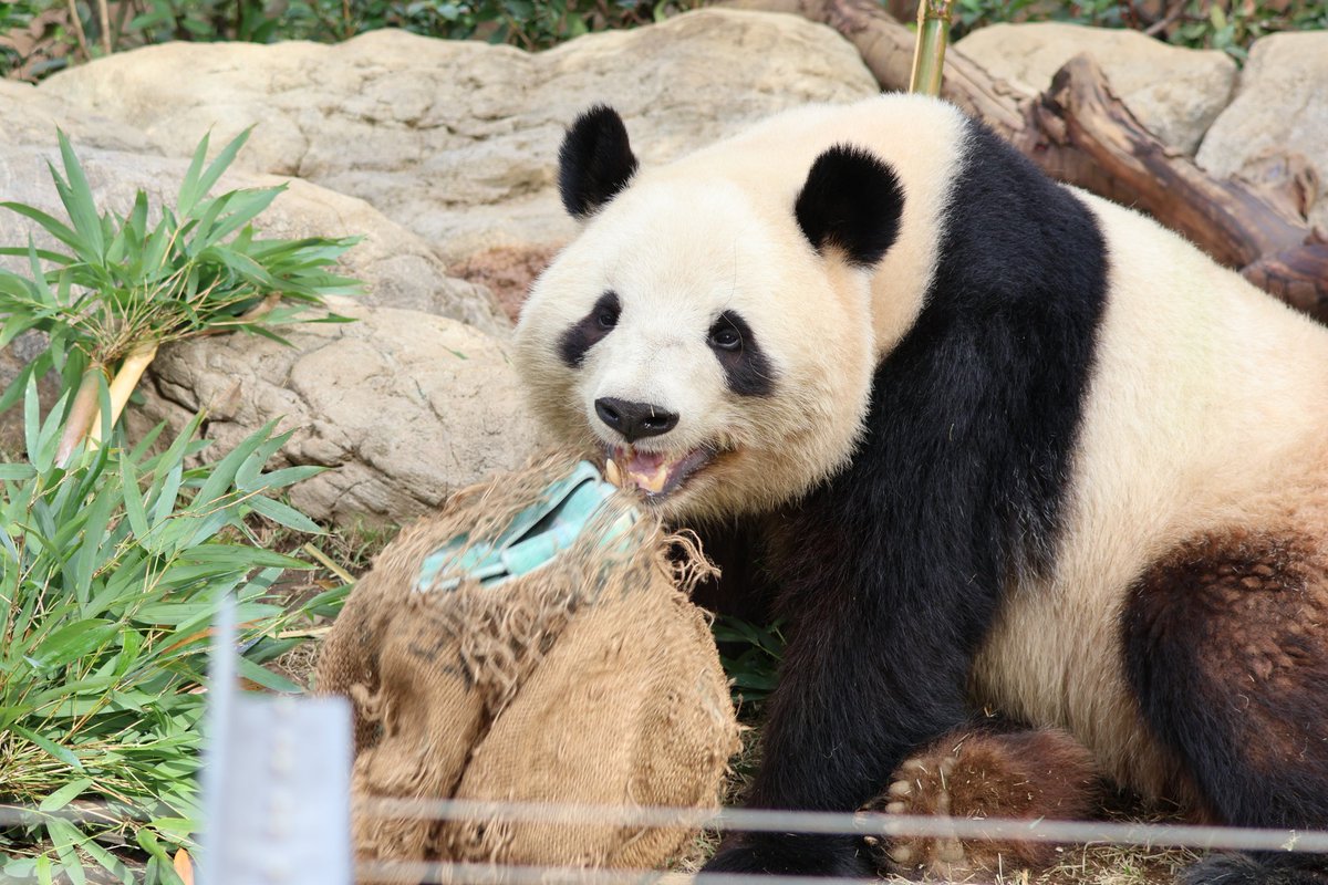 シャオくん4歳のお誕生日おめでとう🎉何をしててもファンサを忘れない君にいつも胸きゅんだよ💘これからも優しくたくましく成長していってね😊
2024.11撮影 シャオシャオ
#松坂屋上野店すくすくパンダ写真展