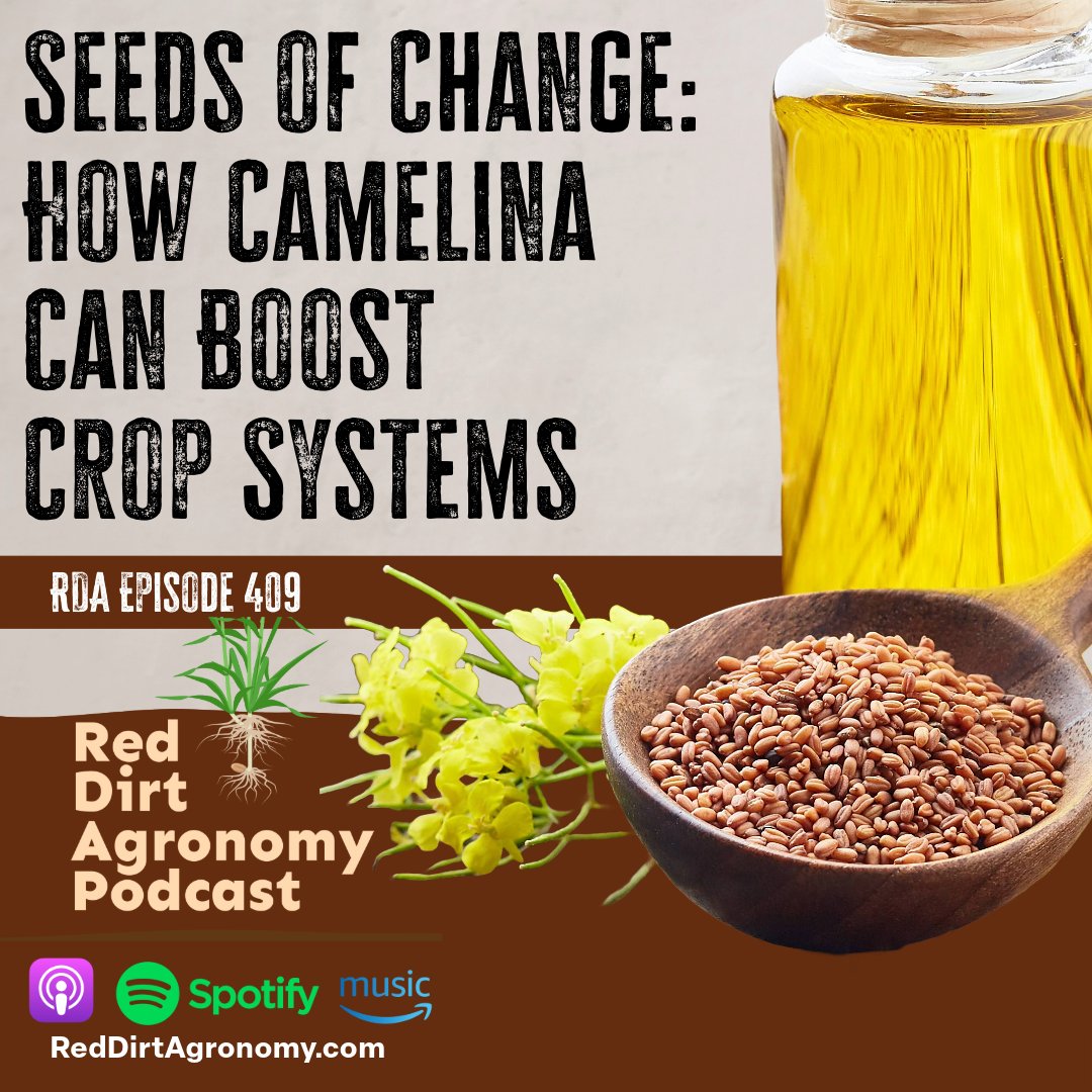 RedDirtAg's tweet image. Ever heard of #camelina?
🎧apple.co/44py2pa
It’s an oilseed crop shaking up wheat rotations in the Southern Plains—and we’re digging into it with Amanda Duvall on the latest RedDirtAgronomy.com Podcast.
✅ Fall or spring planted
🌾 Harvests before wheat