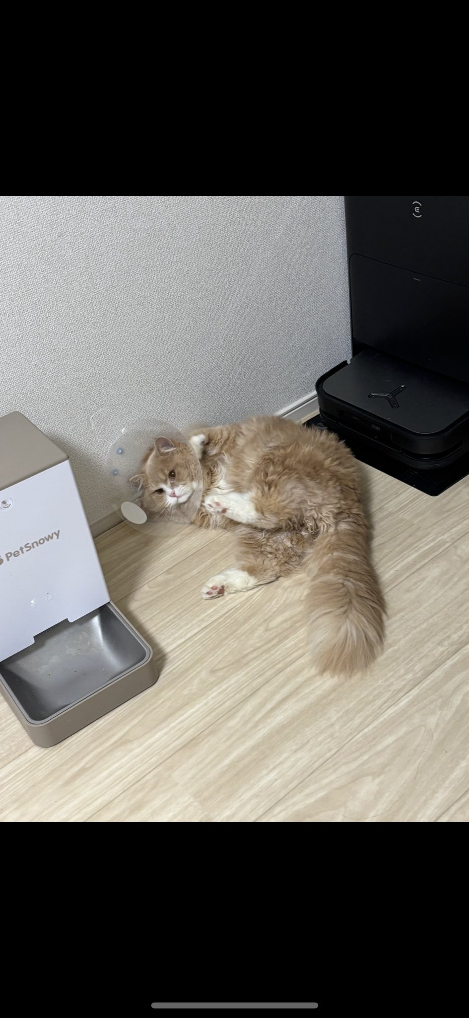 PetSnowy | ペット用品😺🐶 (@PetsnowyJapan) / X PetSnowy | ペット用品😺🐶 (@PetsnowyJapan) / X