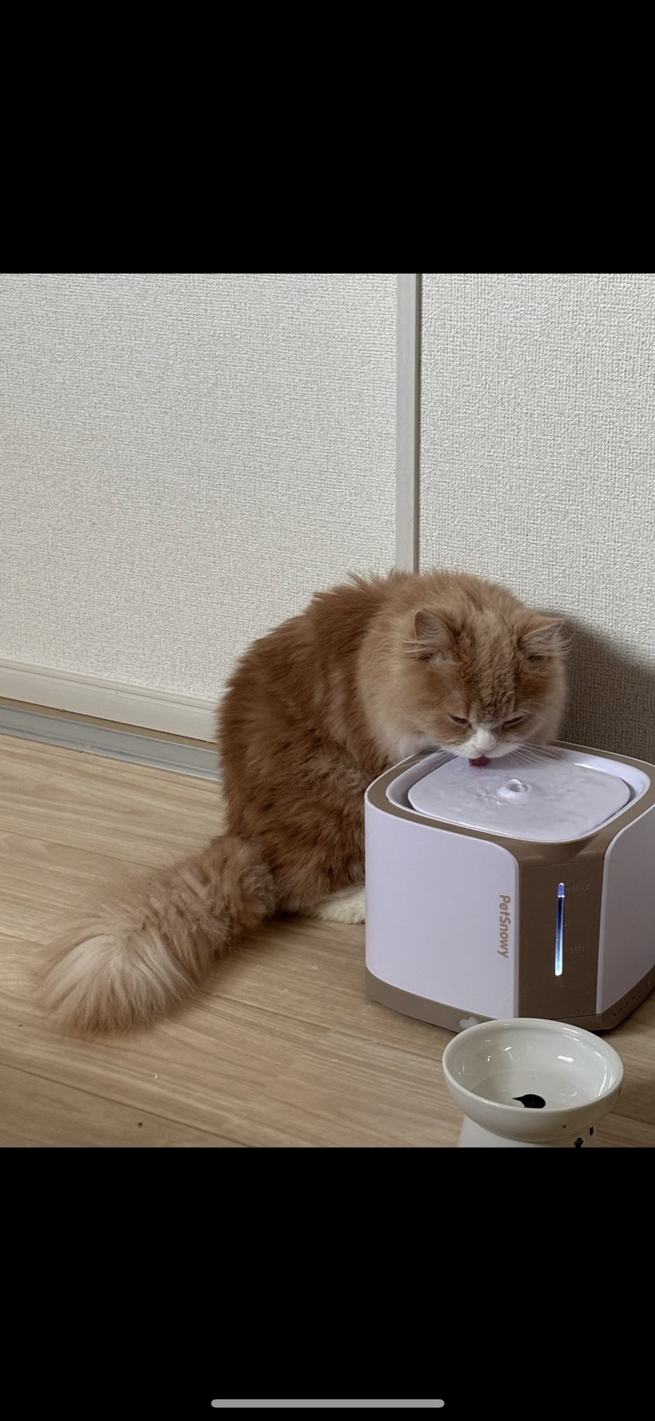 PetSnowy | ペット用品😺🐶 (@PetsnowyJapan) / X PetSnowy | ペット用品😺🐶 (@PetsnowyJapan) / X