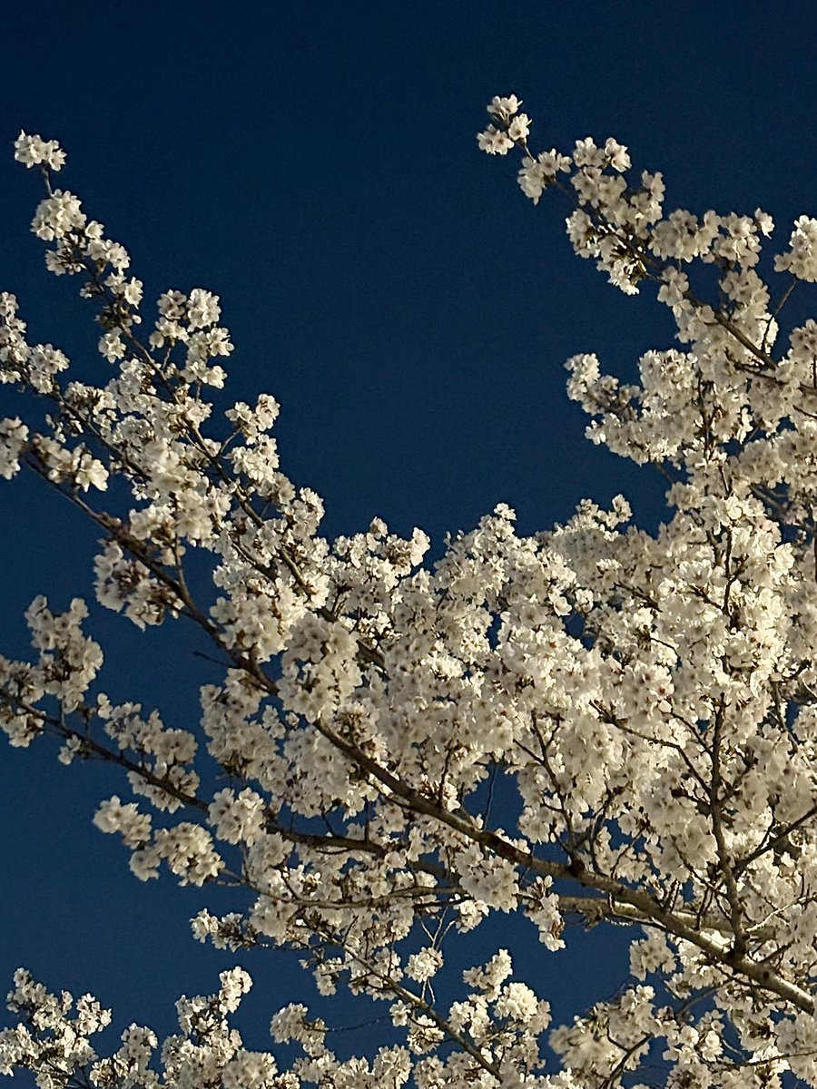 꽃도 보고가세요 늘 행복해