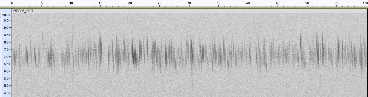 I have finally finished processing the #nocmig recording from <a href="/DungenessBO/">Dungeness Bird Observatory</a> for the night of the 25th to 26th March. An absolutely ridiculous night of nocturnal migration! The picture of the sonogram just shows a minute worth of Redwing calls. trektellen.nl/count/view/240…