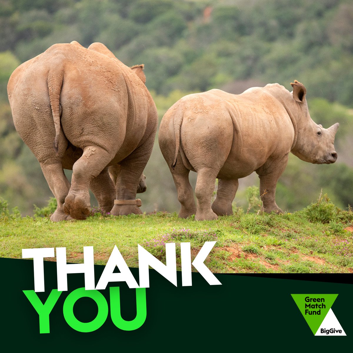 THANK YOU to everyone who donated to our Big Give Green Match Fund 🙏
Your support means we can fund and fit state-of-the-art #rhino tracking devices to animals in key populations across South Africa's Eastern Cape, keeping them that much safer.