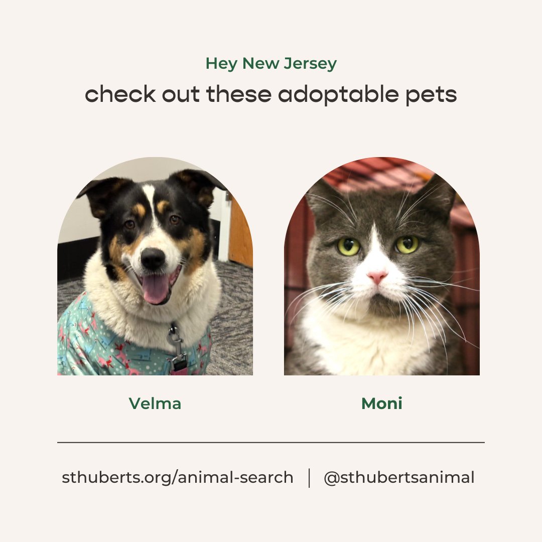 Freshpet's tweet image. Here are our super special pets of the month from from @sthubertsanimal of Madison NJ! 🐕 Velma &amp;amp; 🐈 Moni are ready for their forever homes, and they&apos;d love to meet you! 💚 #adoptablepets