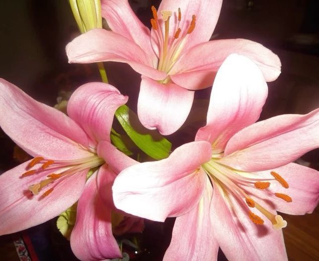 ๐๐ เฃชห ึด๐ tweet media