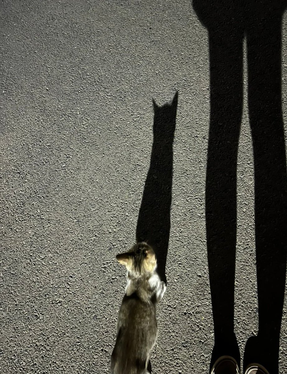 街灯の下で影が猫二匹になる瞬間。一匹の子猫と夜道で出会った、優しくて不思議な時間