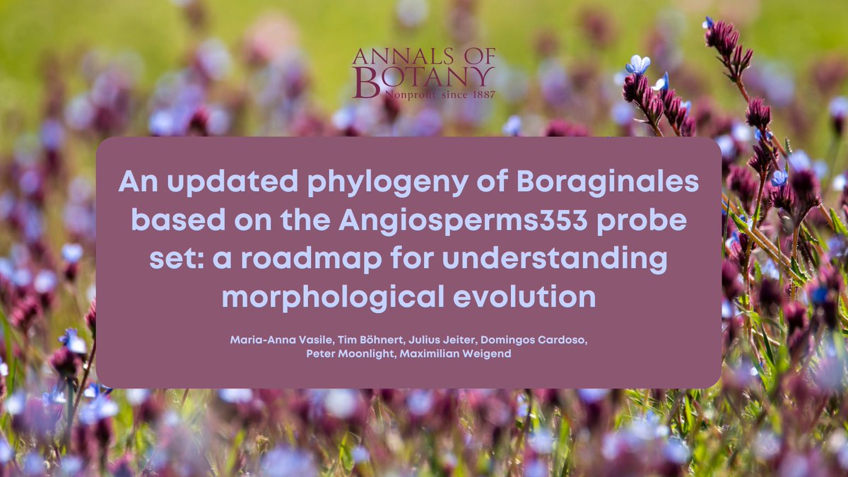 Annals of Botany (@annbot) on Twitter photo 🌿Check the newly published article ‘An updated phylogeny of Boraginales based on the Angiosperms353 probe set: a roadmap for understanding morphological evolution’ in <a href="/annbot/">Annals of Botany</a> by Maria-Anna Vasile et al.🧵(1/8)
👉 doi.org/pgvm
#PlantScience #Botany #AoBpapers 🌿Check the newly published article ‘An updated phylogeny of Boraginales based on the Angiosperms353 probe set: a roadmap for understanding morphological evolution’ in <a href="/annbot/">Annals of Botany</a> by Maria-Anna Vasile et al.🧵(1/8)
👉 doi.org/pgvm
#PlantScience #Botany #AoBpapers