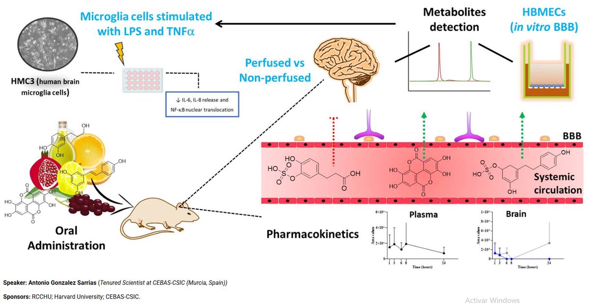 Antonio González-Sarrías (@agsarrias) on Twitter photo Delighted to participate in the prestigious RCC Science Seminar Series at Harvard University to talk on Polybrain project funded by <a href="/FundacionSeneca/">Fundación Séneca</a> in colab. with colleagues from <a href="/Food_Health_LAB/">Food&Health CEBAS-CSIC</a> <a href="/CEBAS_CSIC/">CEBAS-CSIC</a> Thanks for the invitation.
Link to attend 👇
rcc.harvard.edu/event/targeted… Delighted to participate in the prestigious RCC Science Seminar Series at Harvard University to talk on Polybrain project funded by <a href="/FundacionSeneca/">Fundación Séneca</a> in colab. with colleagues from <a href="/Food_Health_LAB/">Food&Health CEBAS-CSIC</a> <a href="/CEBAS_CSIC/">CEBAS-CSIC</a> Thanks for the invitation.
Link to attend 👇
rcc.harvard.edu/event/targeted…