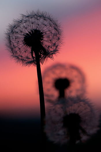 She wishes on dandelions
Hoping they find their way to you