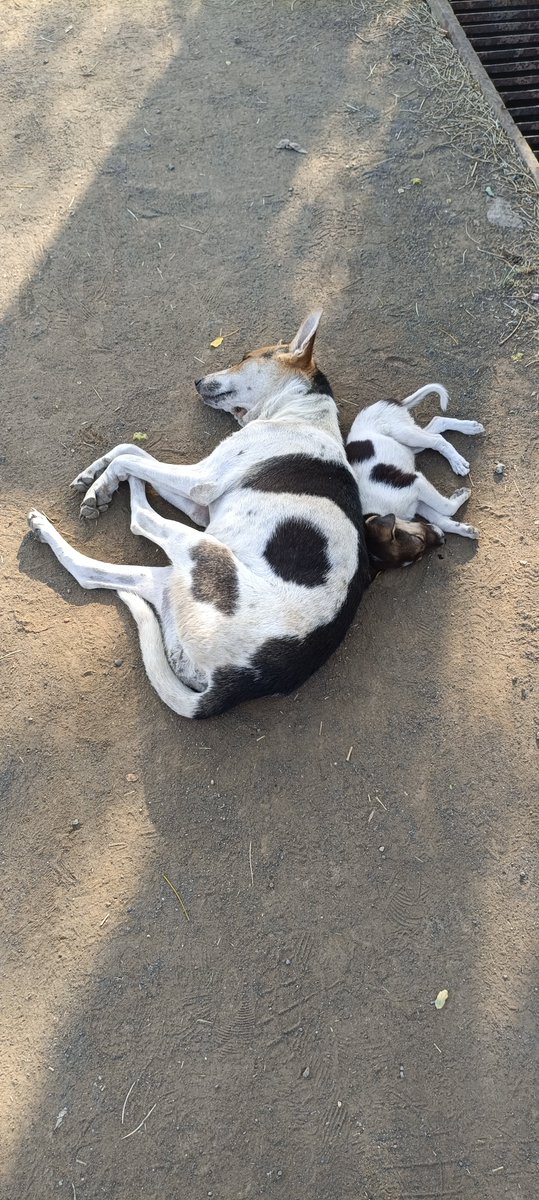GyanchandHG's tweet photo. Carefree with mother... https://t.co/CepNk45gvq