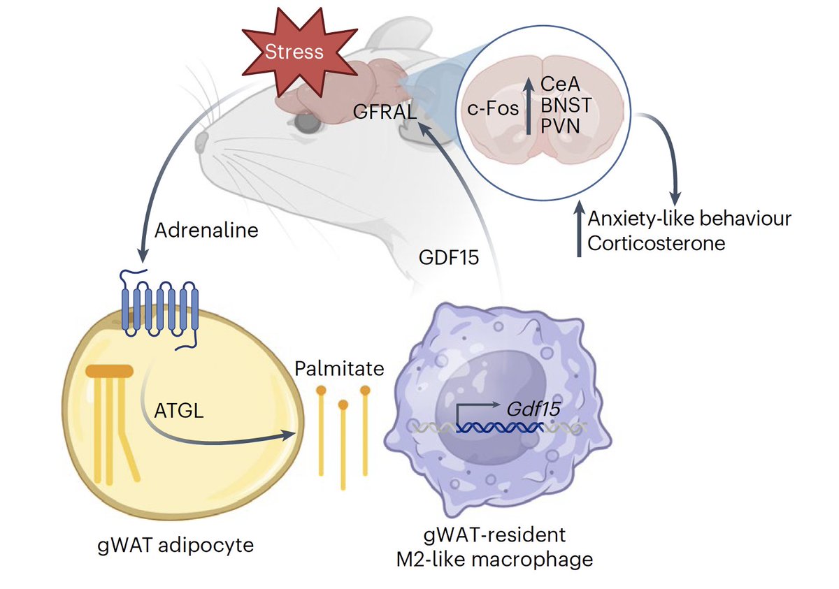 Eric Topol (@erictopol) on Twitter photo The brain-adipose tissue axis: discovery of a new pathway for potential mitigation of stress-induced anxiety
<a href="/NatMetabolism/">Nature Metabolism</a>
nature.com/articles/s4225… The brain-adipose tissue axis: discovery of a new pathway for potential mitigation of stress-induced anxiety
<a href="/NatMetabolism/">Nature Metabolism</a>
nature.com/articles/s4225…