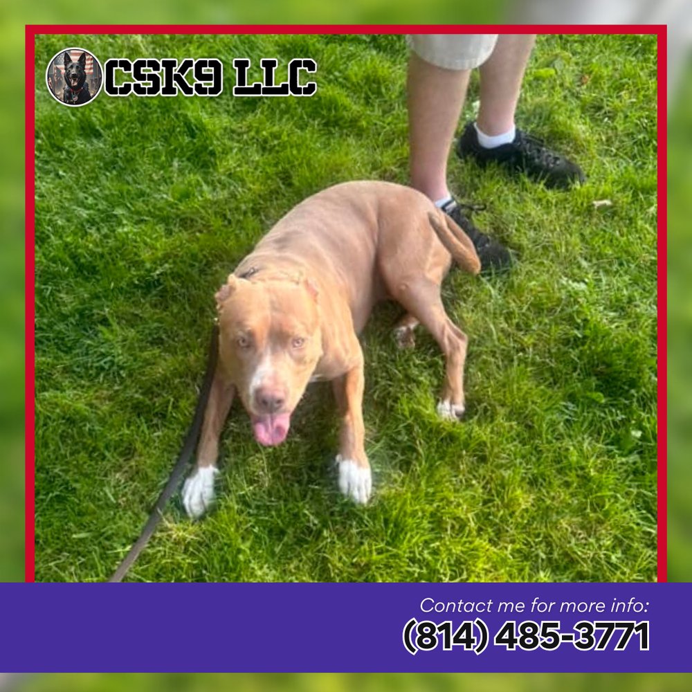 CSK9LLC's tweet image. Are you frustrated by bad behavior? My dog behavior programs are designed with balance in mind, transforming challenges into opportunities for growth. Say goodbye to frustration—schedule your #DogBehaviorTraining now! 

dogtrainergray.com/contact