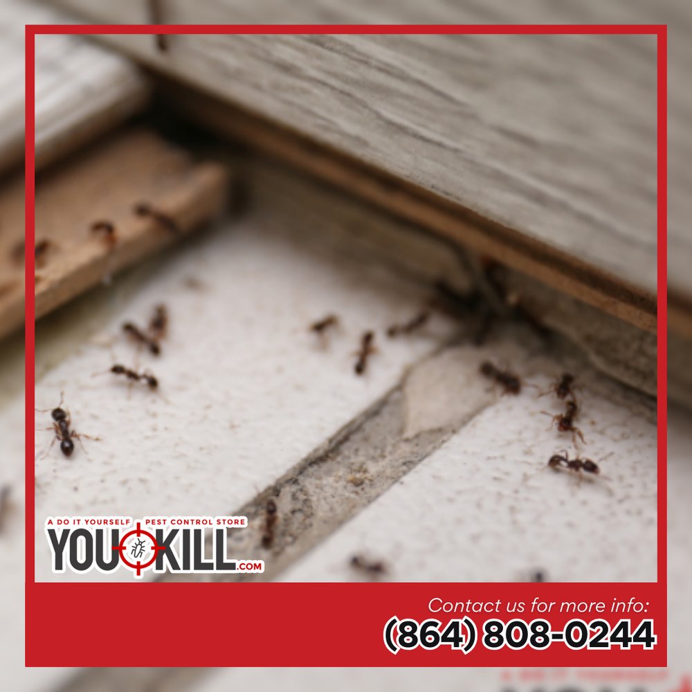 DGreenvill22524's tweet image. Turn the tables on ants with our commercial-grade #AntControlProducts. From kitchens to lawns, we’ve got you covered with innovative solutions that outlast the competition. Seize control now!  

youkill.com