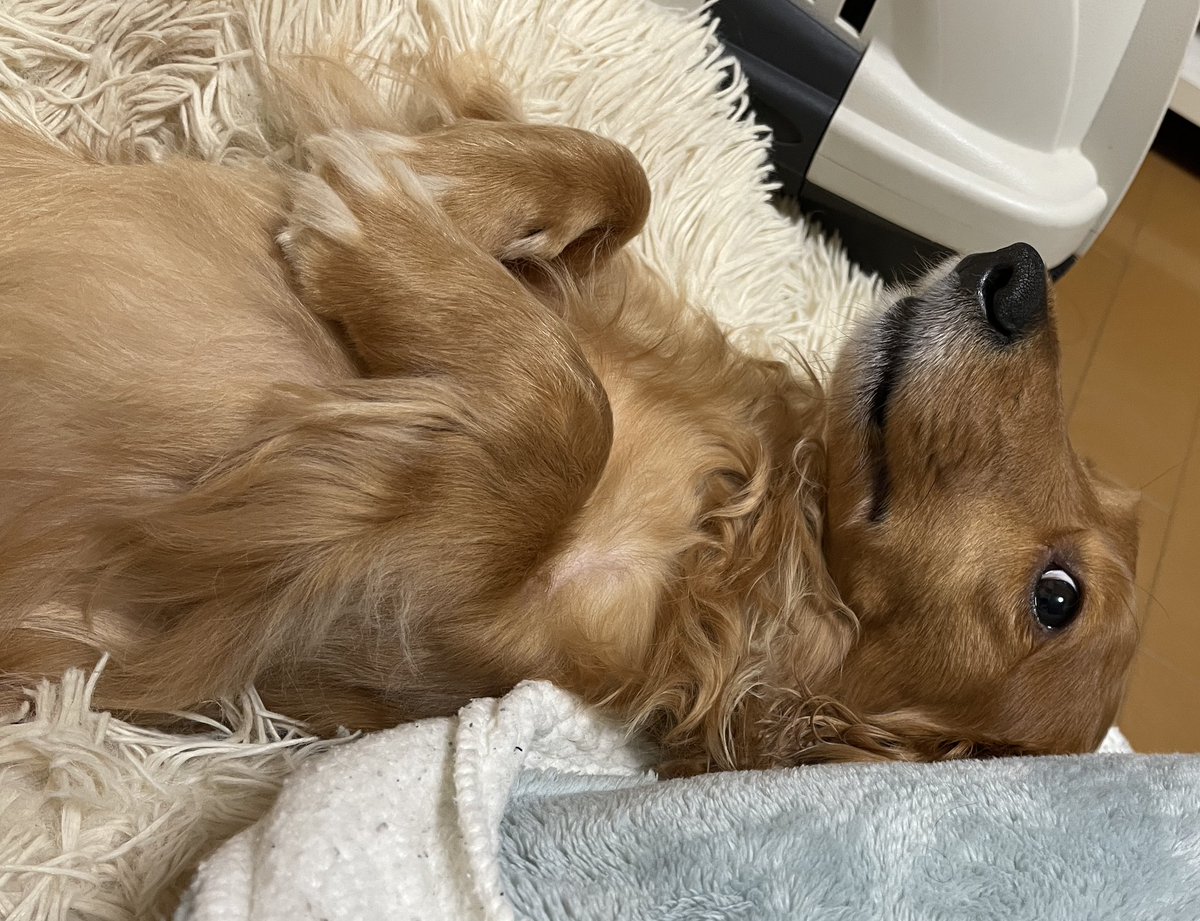 わかった、わかった。
一番可愛いよ🩷

#ダックス #犬が好き #へそ天