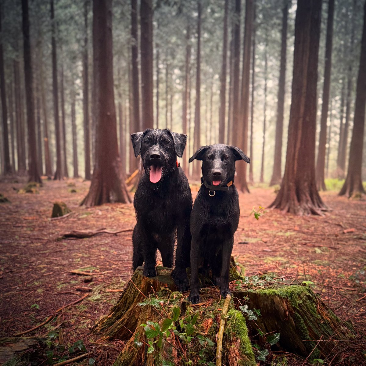 _GS_Albert's tweet image. If you go down to the woods today ๐ง๏ธ๐ฒ๐ณ๐ถ๐ถ๐ณ๐ฒ๐ง๏ธ