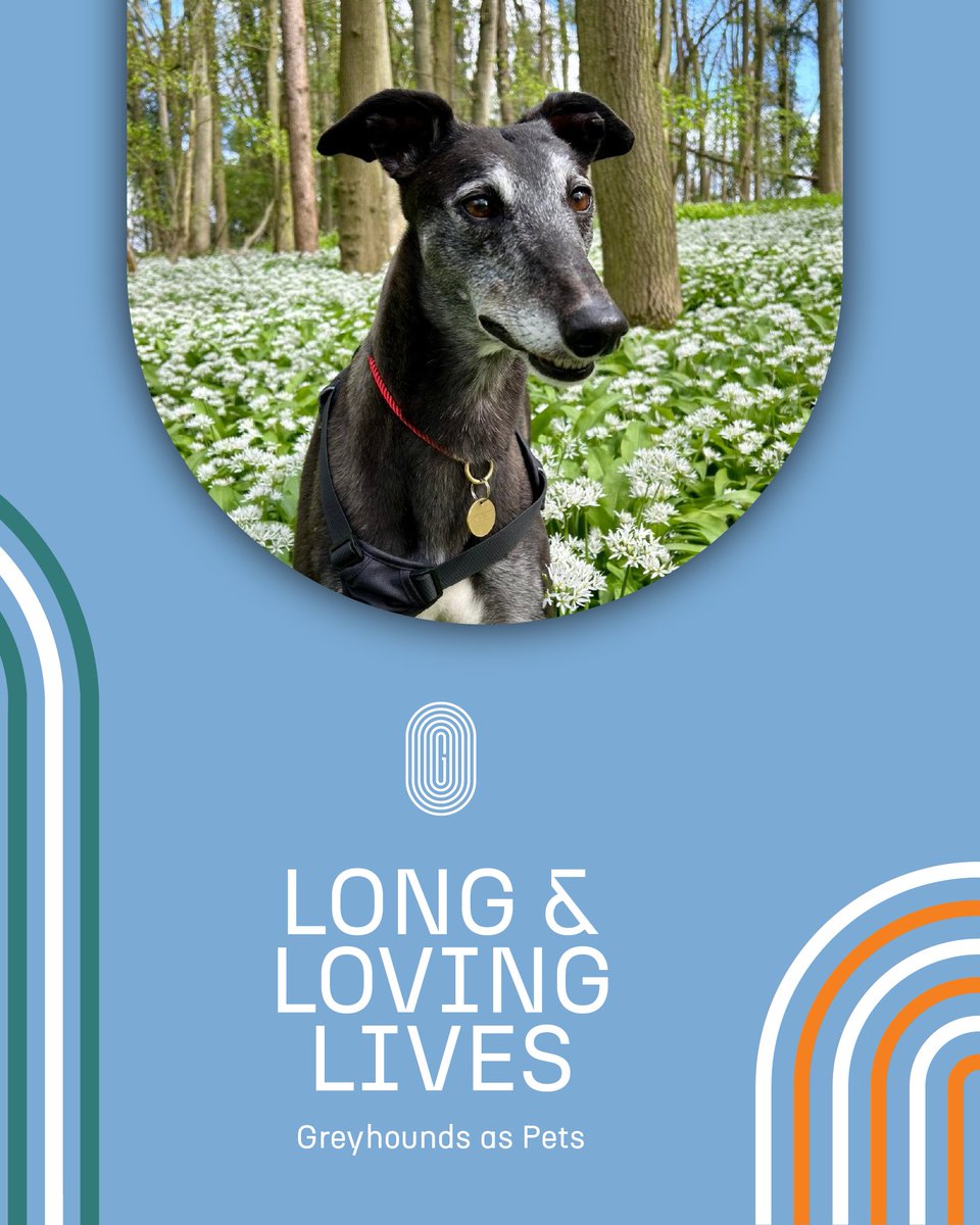 GreyhoundHoming's tweet photo. Create lasting memories with your Greyhound! With a lifespan of 12-15 years, you'll have plenty of time to enjoy their companionship. 🐾♥️
#GHUK #GreyhoundsAsPets #NationalAdoptAGreyhoundMonth #NAAGM https://t.co/OFfloTC7DZ