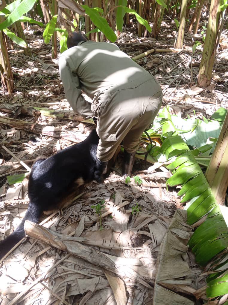 Following Complainant Mutegeki Derrick's report of the crime, police sniffer dog Darkis located the stolen matooke—which was stashed behind Amanyire Nicholas's residence in Bunyangabu District. When Amanyire saw the cops, she ran away.