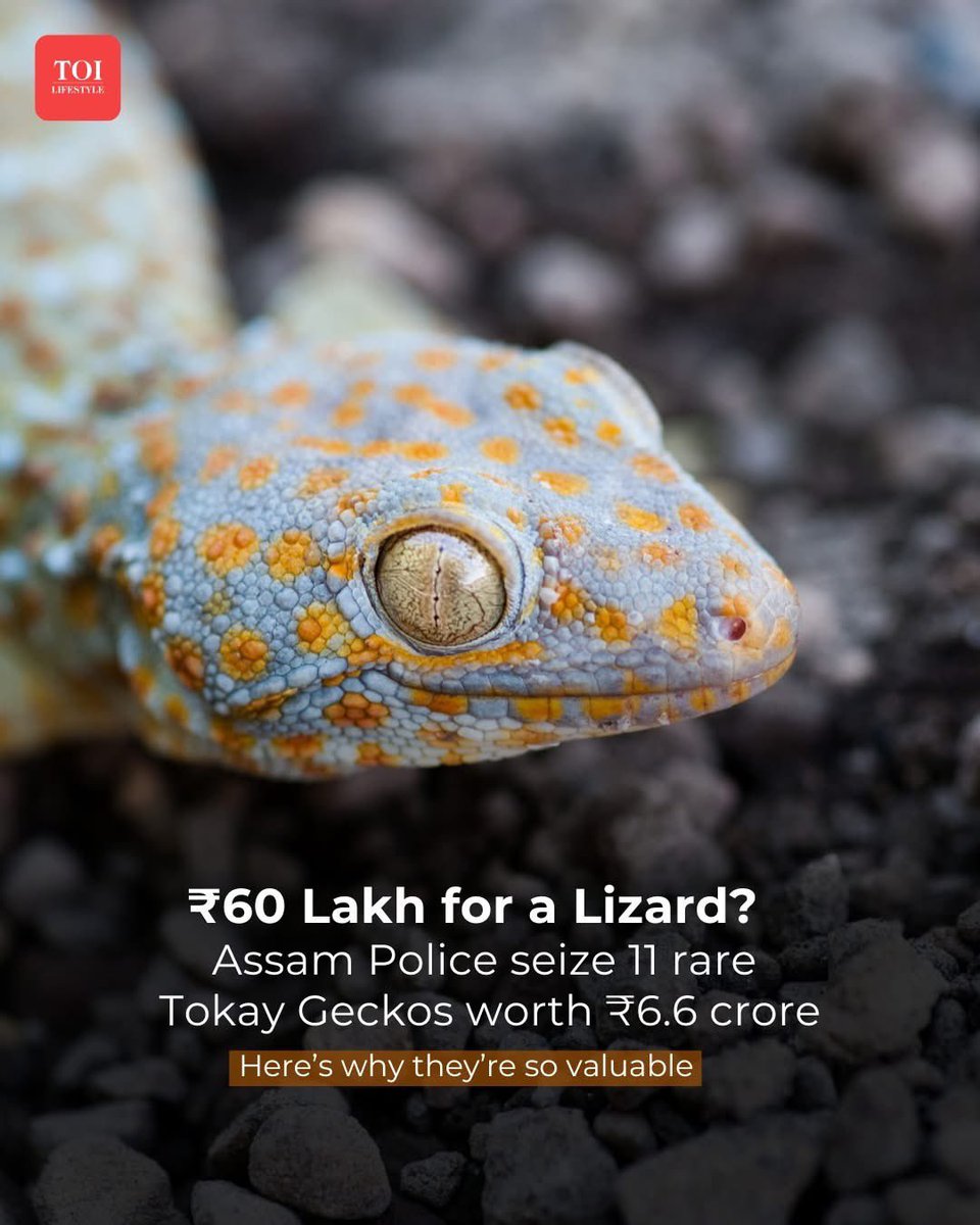 ParveenKaswan's tweet photo. Dear friends and journalists. Please don’t quote price of illegal wildlife articles; that is what draws people into this business. Also it is prohibited by WCCB, GoI.

Now let me tell you gecko smuggling is a ponzi scheme. Nobody has received so much money from selling these lizards. Small time people keep circulating them for small amounts. I am telling you based on many such seizures we have made in recent years and many convictions (not only seizures).