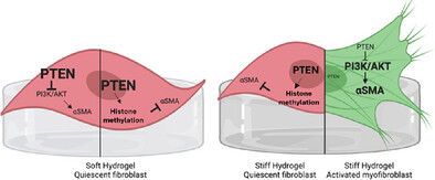 Advanced Biology (@adv_biology) on Twitter photo New research on aortic valve stenosis (AVS) highlights PTEN's role in preventing myofibroblast activation and promoting quiescence in valvular interstitial cells. This could be a potential target for AVS treatment. #AVS <a href="/AnsethGroup/">Anseth Group</a>
Read more: doi.org/10.1002/adbi.2… New research on aortic valve stenosis (AVS) highlights PTEN's role in preventing myofibroblast activation and promoting quiescence in valvular interstitial cells. This could be a potential target for AVS treatment. #AVS <a href="/AnsethGroup/">Anseth Group</a>
Read more: doi.org/10.1002/adbi.2…