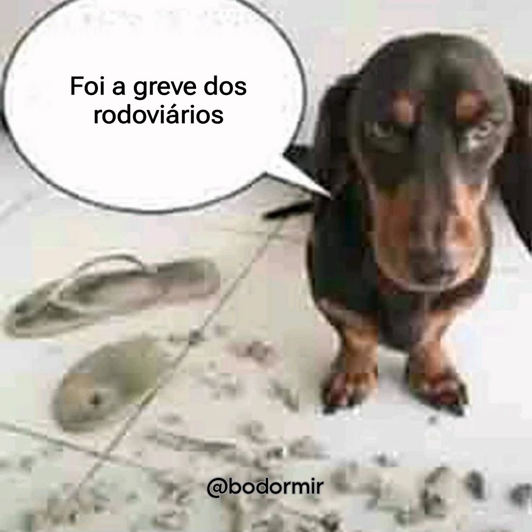 as vezes, dois kikães is janta🛌💤 (@bodormir) on Twitter photo 