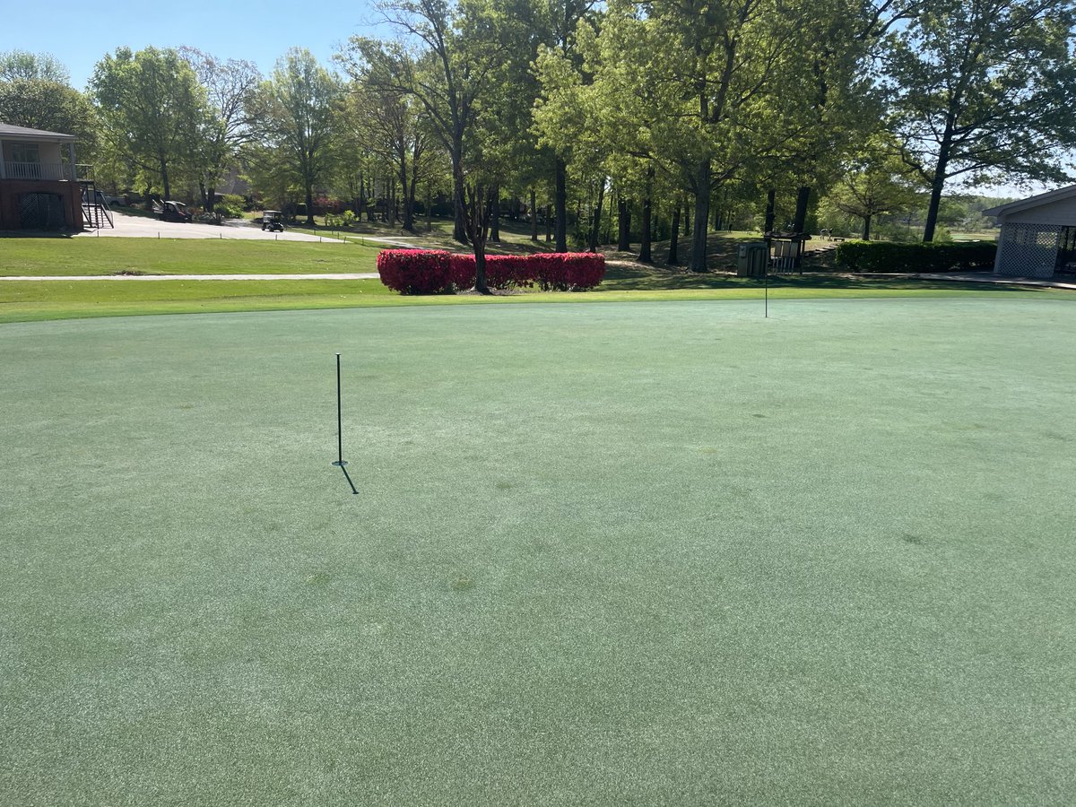 Greens and azaleas are looking amazing!