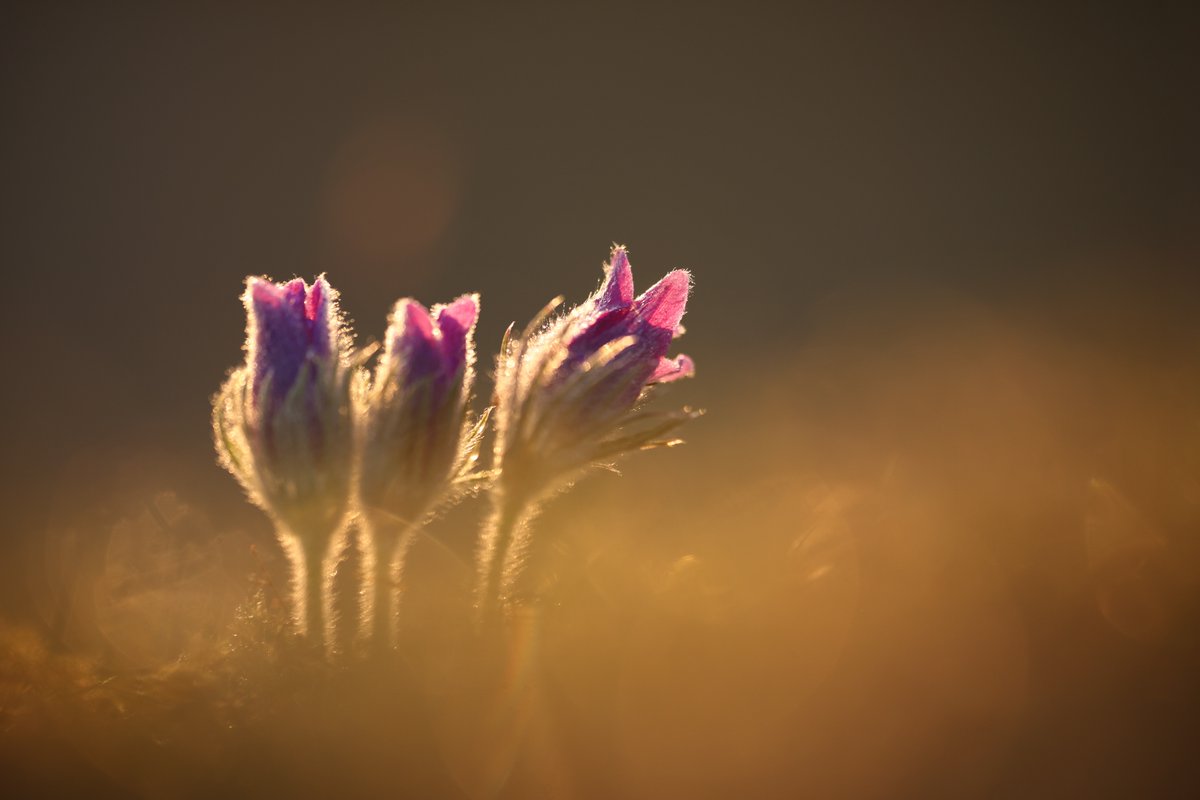 Pasque Flowers