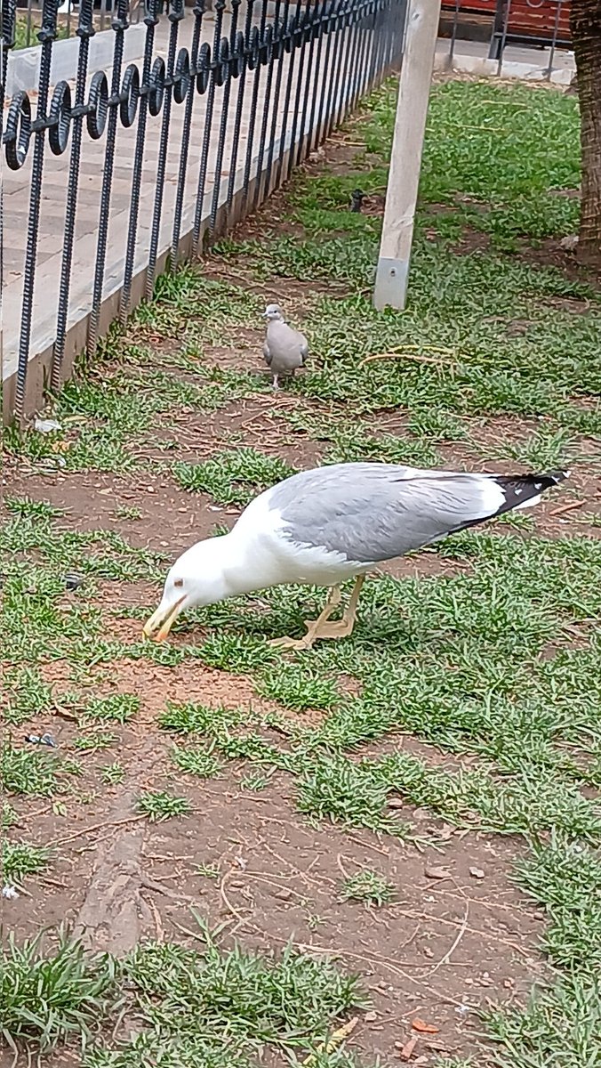 Joderpedr0🕊 tweet media