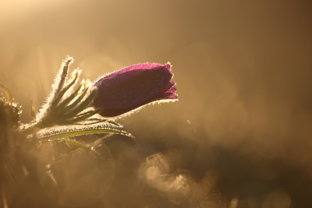 Pasque Flower