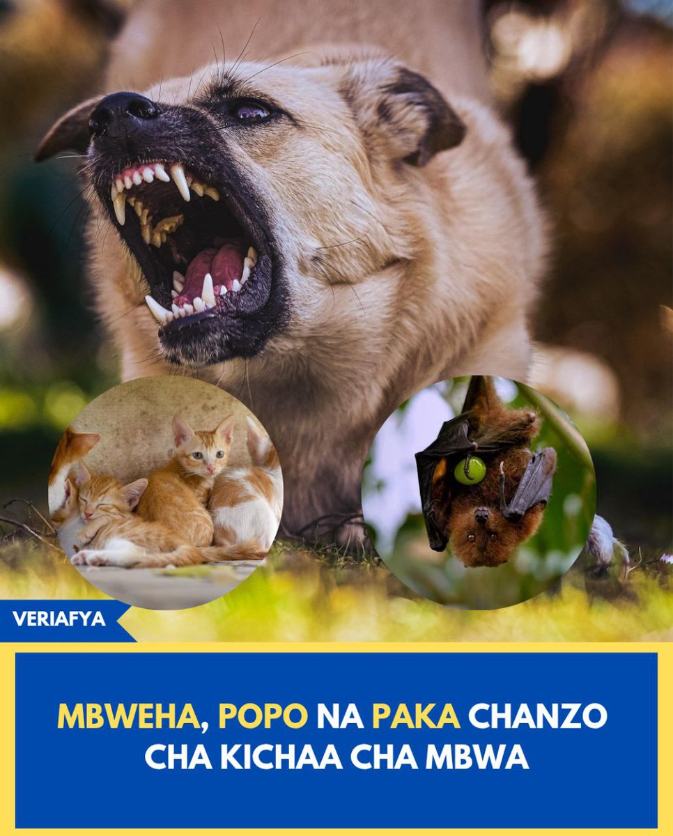 Kichaa cha Mbwa ni Ugonjwa hatari ambao hausababishwi na Mbwa Pekee ila hata Paka, Popo na Mbweha wanaweza kukuambukiza ugonjwa huu kwa Kukung'ata au Mikwaruzo, hata kama bado kwa zaidi ya asilimia 90% chanzo huwa ni mbwa

Watoto na Wafugaji wako hatarini zaidi kupata Maambukizi