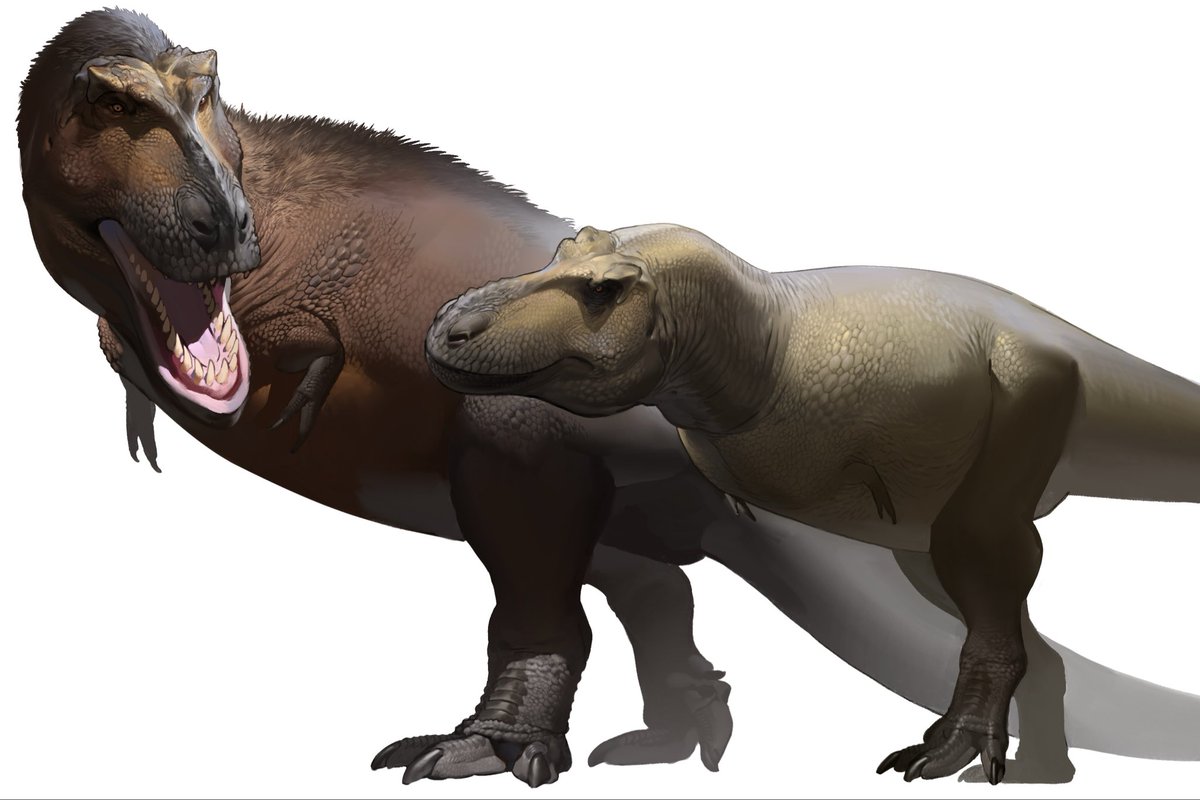 Kamitoge's tweet image. Dinotyrannus horribilis & Zhuchengtyrannus magnus