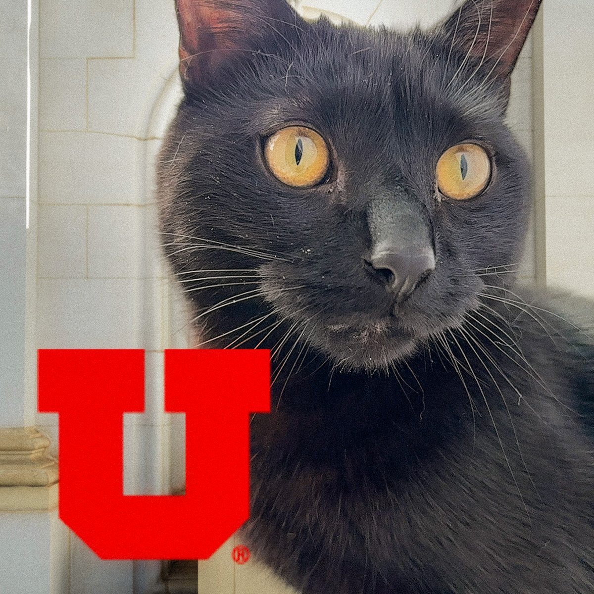 It's been a week since #UGivingDay, and we’re still smiling over all the adorable pets who joined in on the fun. These furry friends totally stole the show!  🙌