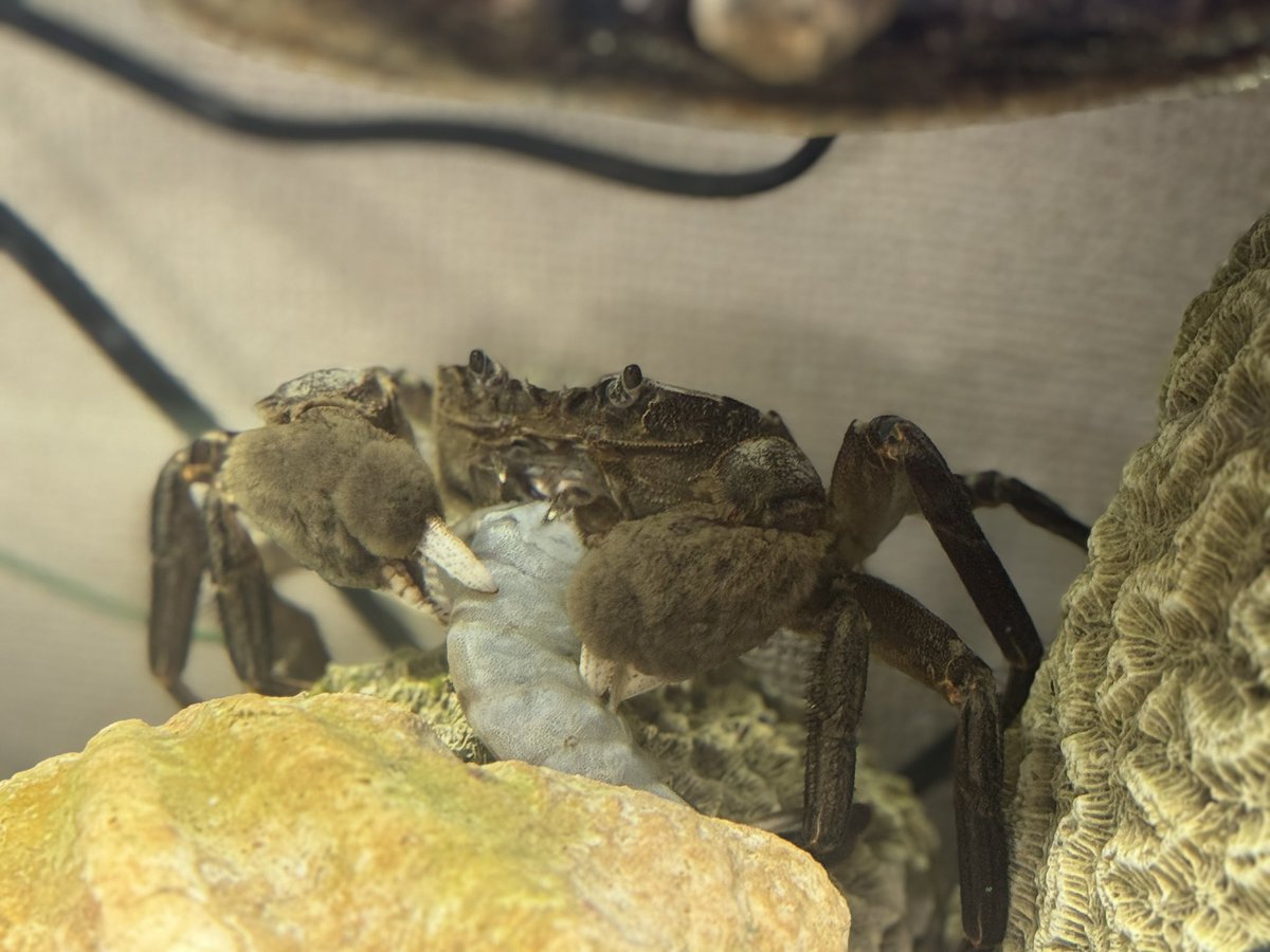 えびをむさぼるモクズガニにでっかに

よく食べるなぁ