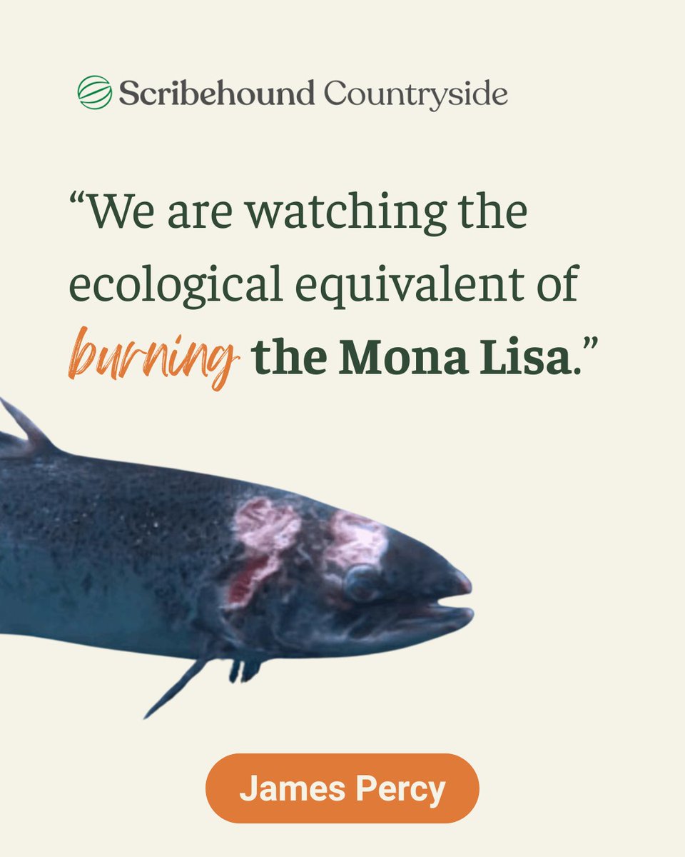'Atlantic Salmon are on the brink, and saving them will take bold leadership. Does our government have the desire to make the necessary changes?'

Read or listen to James Percy's most recent article on #ScribehoundCountryside

scribehound.com/countryside/sh…