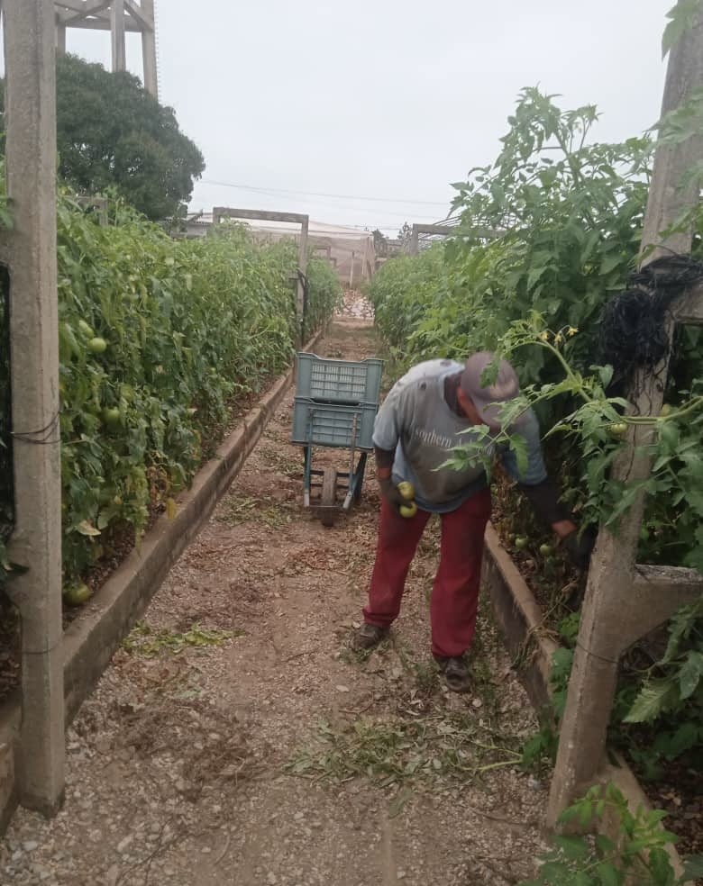 AMEXCID's tweet image. 📸Las y los agricultores  👩🏼‍🌾👨🏾‍🌾 participantes🌱 del proyecto Sembrando Vida 🇨🇺, realizan la cosecha de productos agrícolas para consumo de la población cubana 🧅🥔  #AMEXCID 

#CooperarEsCompartir