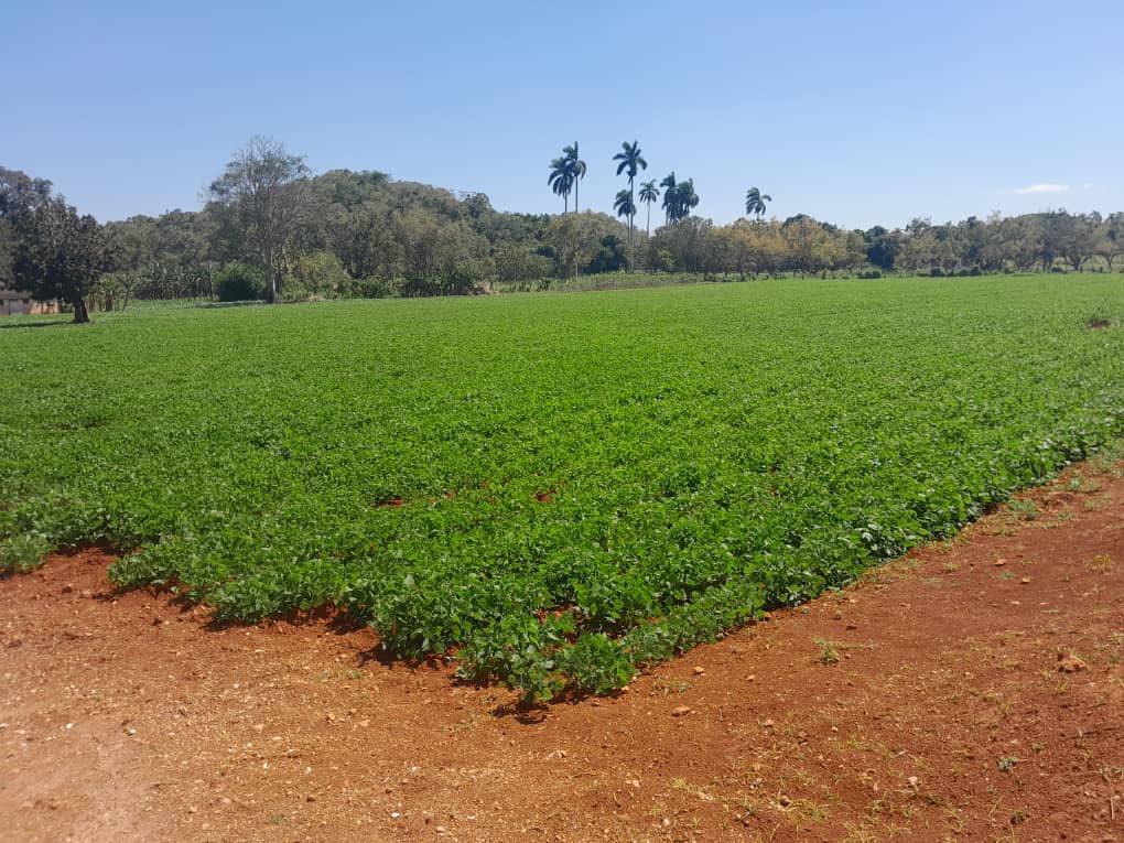 AMEXCID's tweet image. 📸Las y los agricultores  👩🏼‍🌾👨🏾‍🌾 participantes🌱 del proyecto Sembrando Vida 🇨🇺, realizan la cosecha de productos agrícolas para consumo de la población cubana 🧅🥔  #AMEXCID 

#CooperarEsCompartir