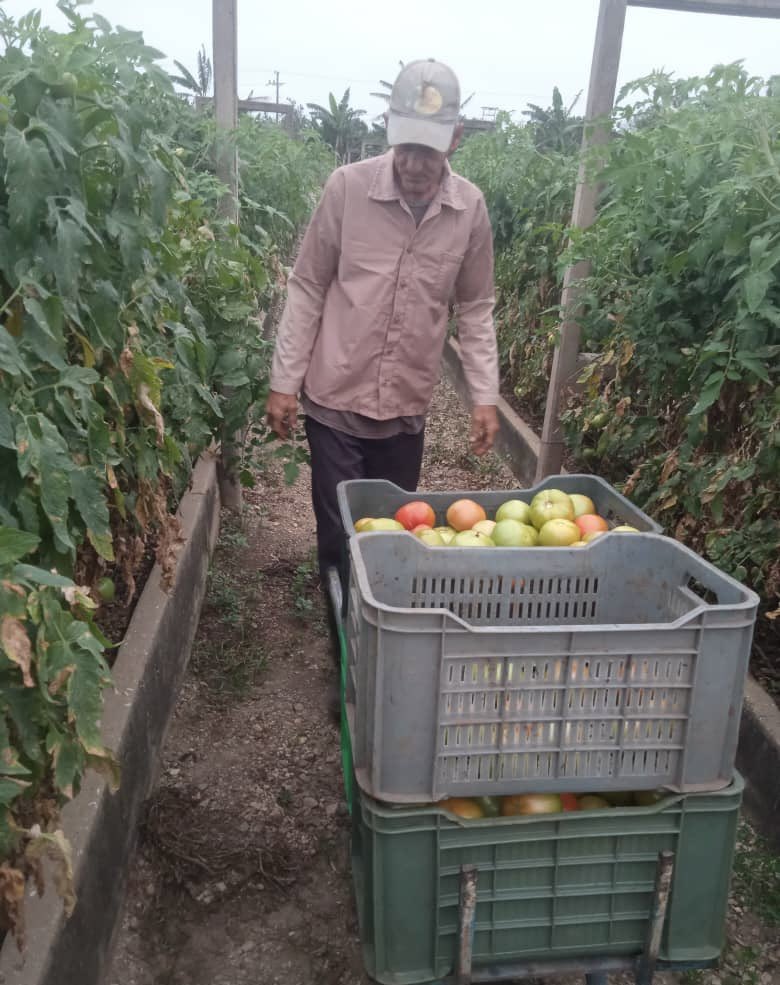 AMEXCID's tweet image. 📸Las y los agricultores  👩🏼‍🌾👨🏾‍🌾 participantes🌱 del proyecto Sembrando Vida 🇨🇺, realizan la cosecha de productos agrícolas para consumo de la población cubana 🧅🥔  #AMEXCID 

#CooperarEsCompartir