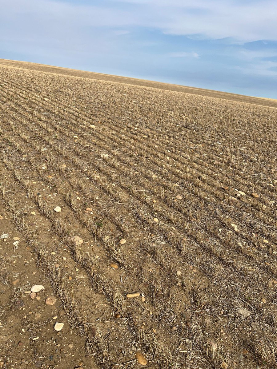 These images from the Coronach, #Sask area show just how severe erosion can get on these knolls. And even though the erosion may have occurred decades ago, it has a lasting impact. In spots like this, we’re looking at classic Zone 1 area on a SWAT MAP.

👉 Severely depleted