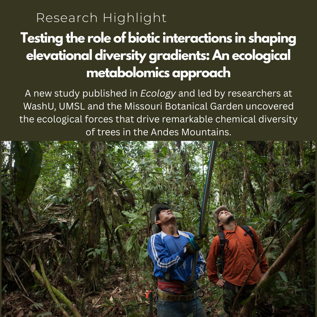 A study in Ecology by WashU, UMSL, &amp; Missouri Botanical Garden researchers reveals a layer of hidden diversity in tropical forests found in the leaves using specimens from the Madidi Project. esajournals.onlinelibrary.wiley.com/doi/10.1002/ec…