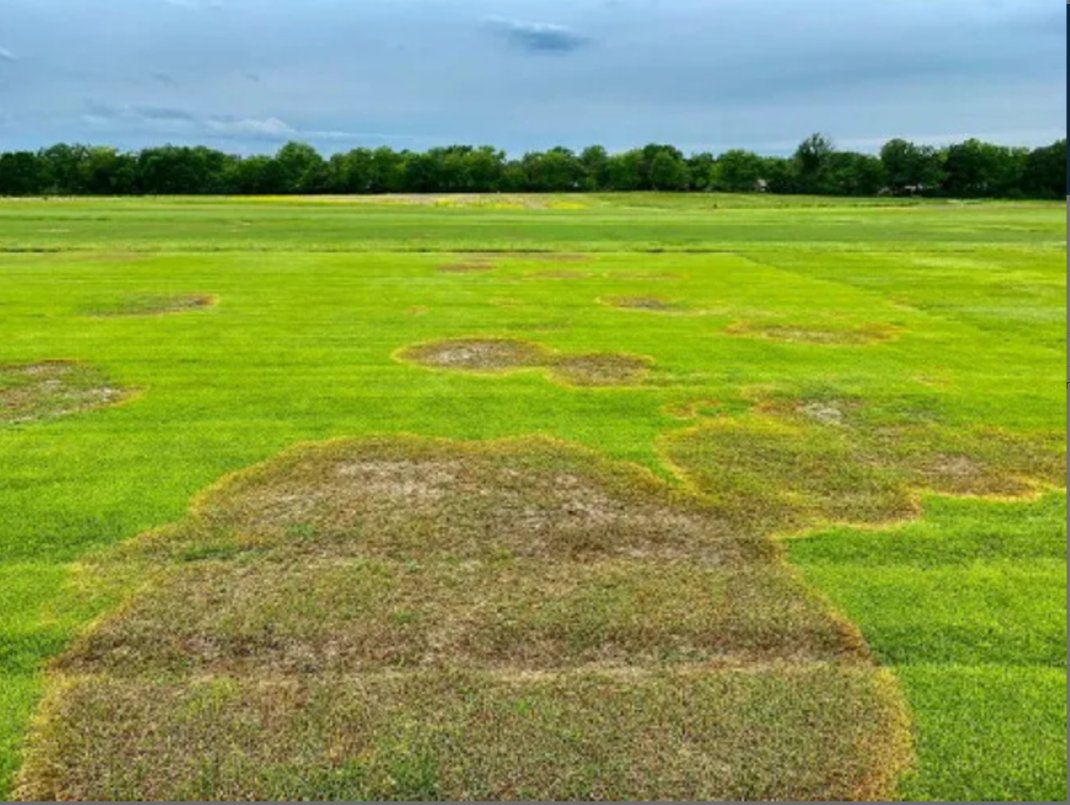 crop_science's tweet image. #LargePatch in #zoysiagrass is more than an eyesore—it's a global turf threat. A review article dives deep into #Rhizoctonia solani AG 2-2, summarizing decades of research &amp;amp; spotlighting key gaps. doi.org/10.1002/csc2.7… #Turfgrass #PlantPathology #OpenAccess