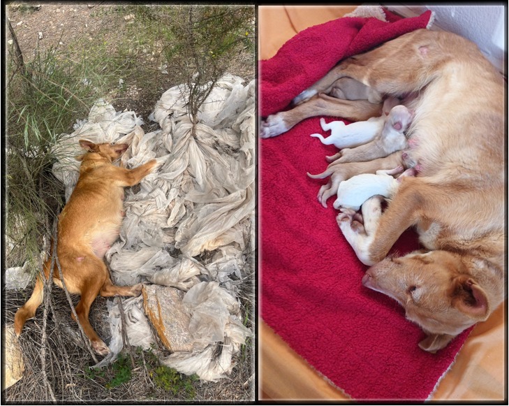 NuevaVidaAdop's tweet photo. SOLO #madrid 
NECESITAMOS #URGENTE #casadeacogida para NANCY y sus 5 bebes,mirad donde la abandonaron
YA está a salvo ella y sus 5 bebés
NECESITAMOS #ayuda,se encuentra resguardada muy provisionalmente
CONTACTO 📩facenuevavida@gmail.com
#acoge #acogida #ayudanosacompartir #ayuda https://t.co/zSlgnK0kmH