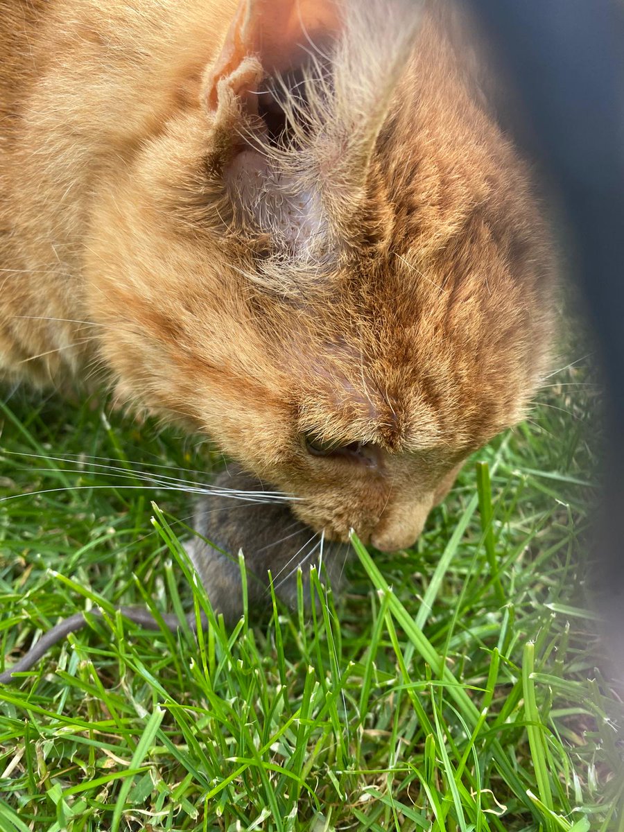 MotoNutJob's tweet photo. He might be 93 years old but he's still a KILLER
#GingerNinja #OldManCat https://t.co/0O6CaaUZfh